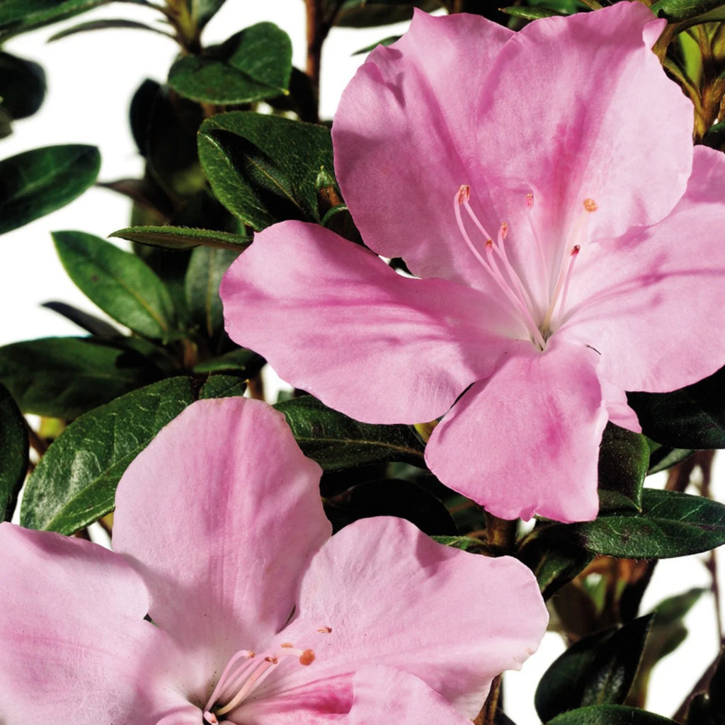 Pink and White Flowering Shrub (3 Gallon) Q805