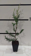 50 Pack Arborvitae in 3" Pot F231874