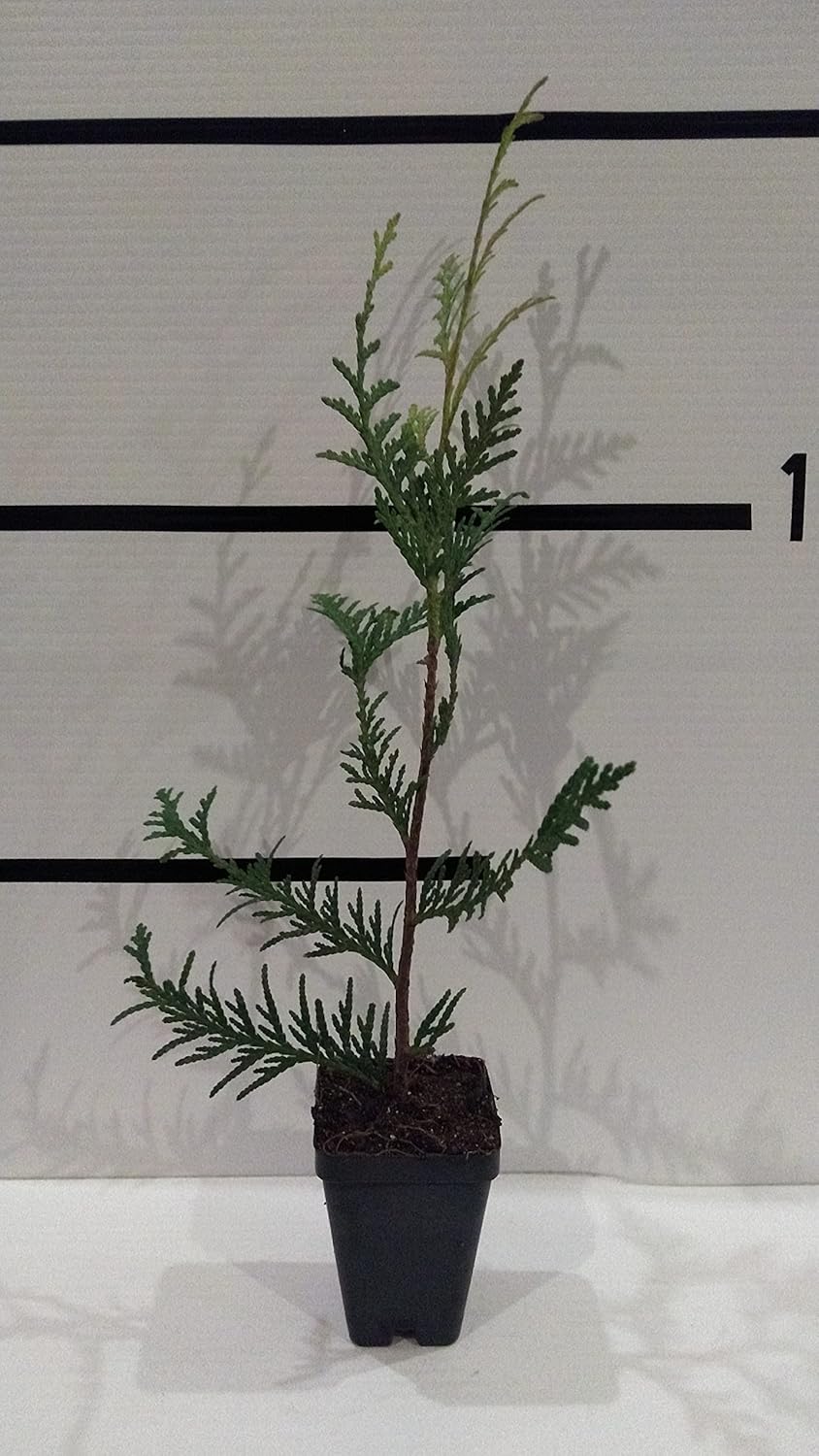 50 Pack Arborvitae in 3" Pot F231874