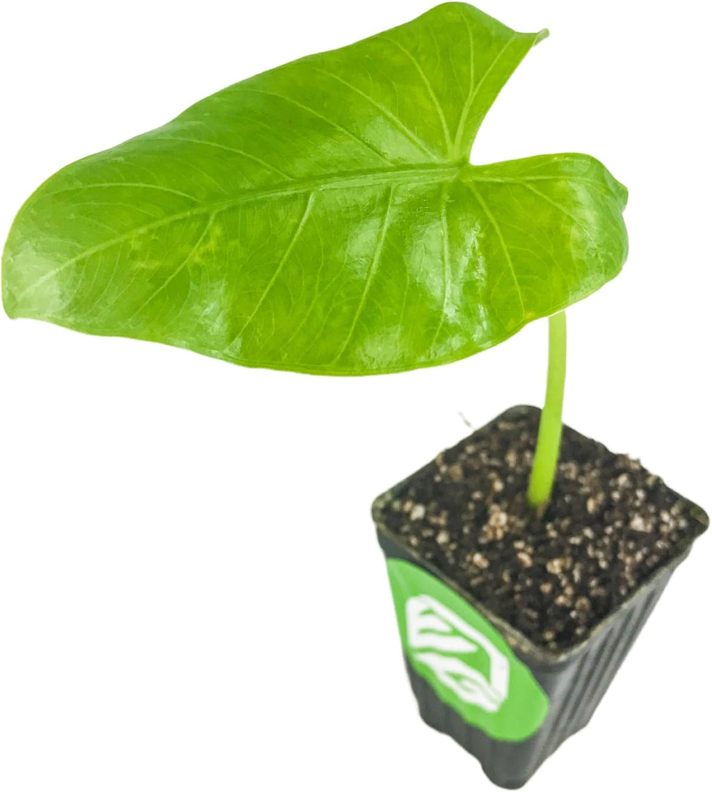 Large Tropical Foliage Alocasia Live Plant U800