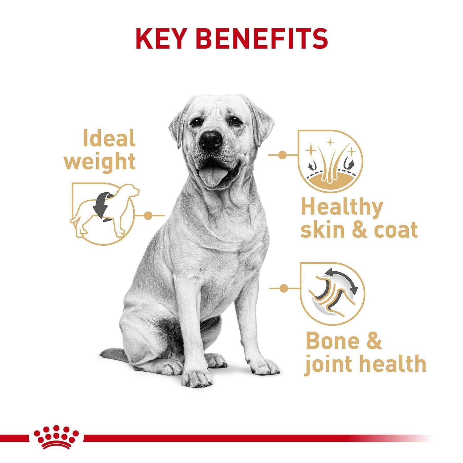 Labrador Retriever Adult Dry Dog Food X552788