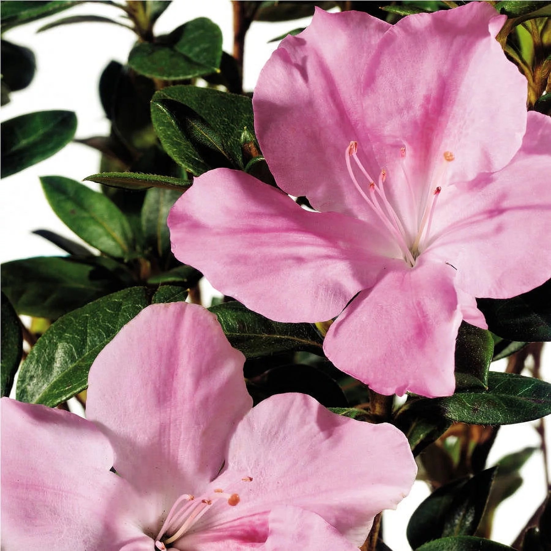 Pink and White Flowering Shrub (3 Gallon) Q805