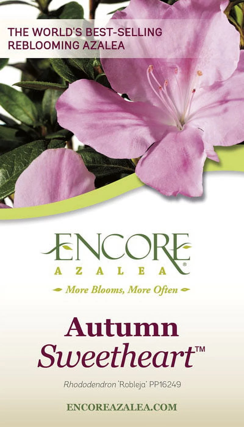 Pink and White Flowering Shrub (3 Gallon) Q805