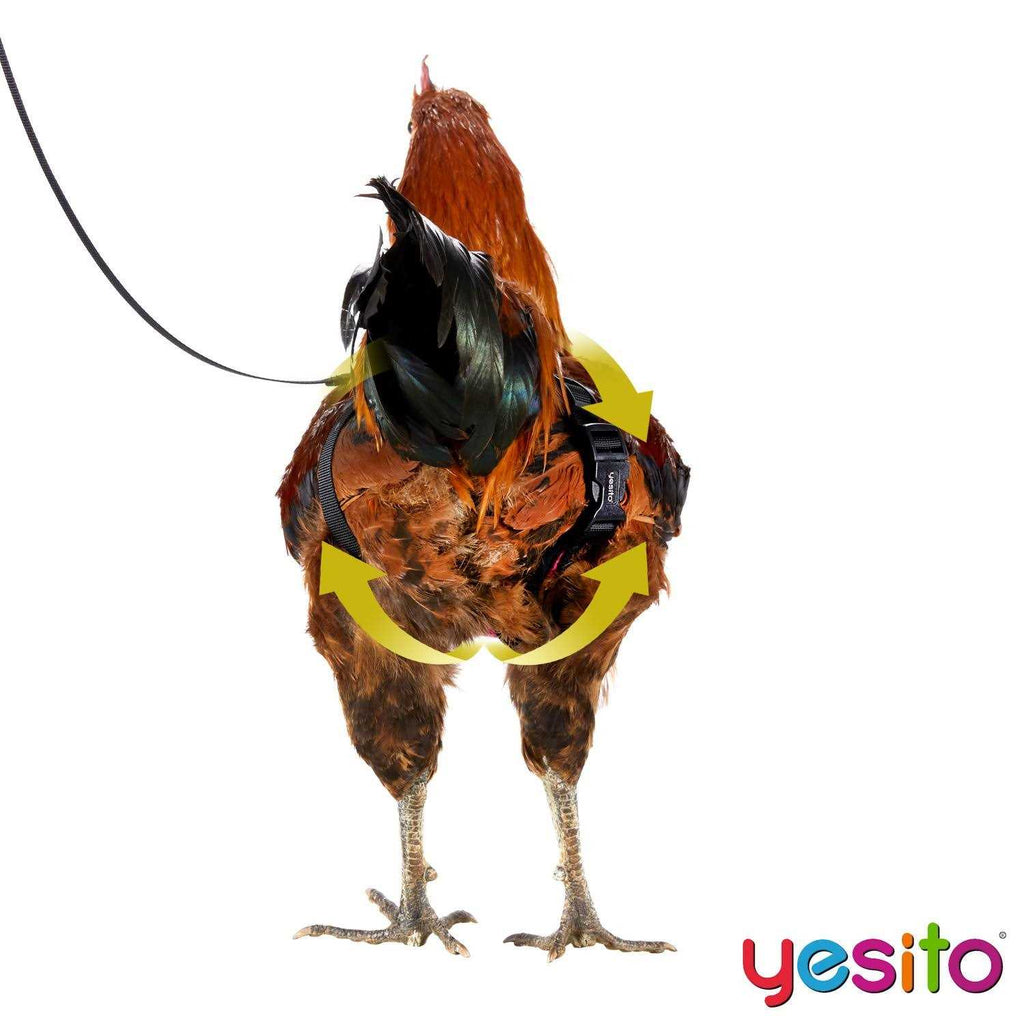 Chicken Harness with 6ft Leash B289025