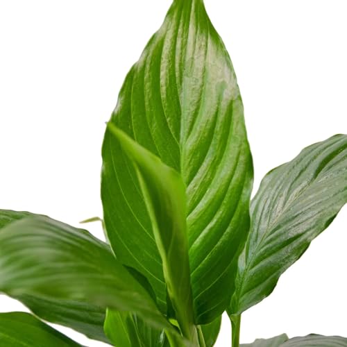 Peace Lily 4" Pot K816
