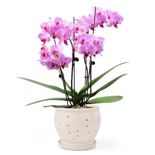 6.3" Ceramic Orchid Pots with Holes Crackle Glazed with Drainage and Separate Saucer White N7950