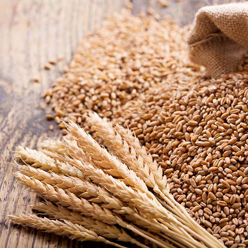 100% Organic Wheatgrass Seeds for Sprouting Q260