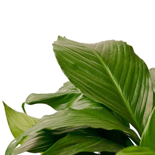 Peace Lily 4" Pot K816