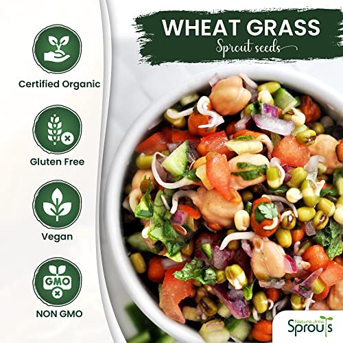 100% Organic Wheatgrass Seeds for Sprouting Q260