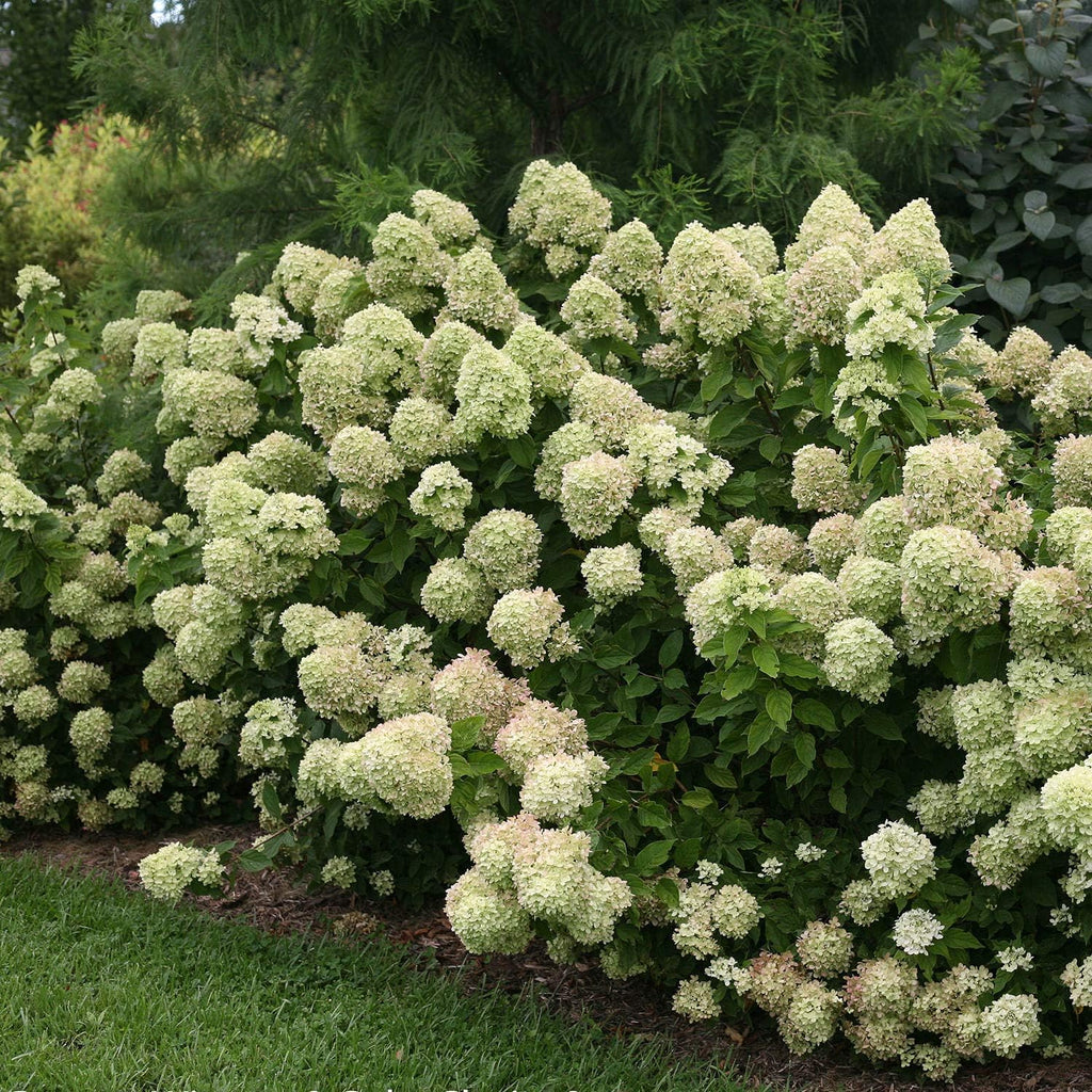 Little Lime Panicle Hydrangea Live Plant in Quart Pot P737