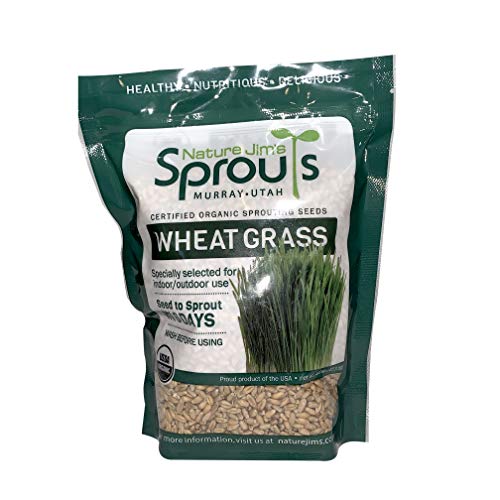 100% Organic Wheatgrass Seeds for Sprouting Q260