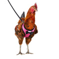 Chicken Harness with 6ft Leash B289025
