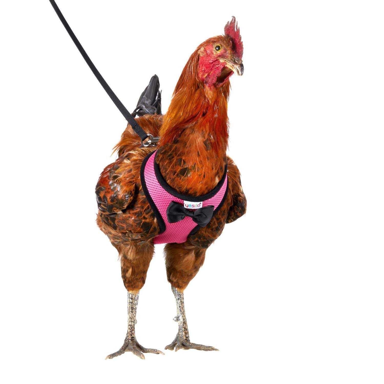 Chicken Harness with 6ft Leash B289025