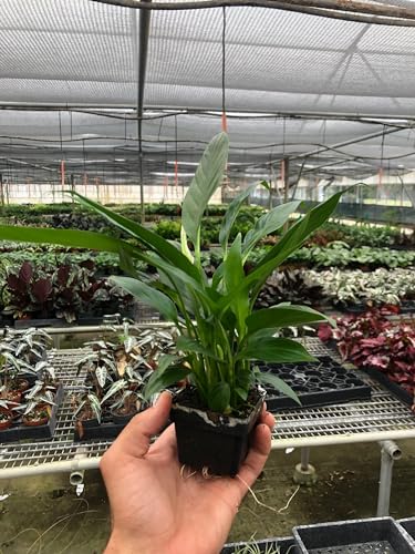 Peace Lily 4" Pot K816