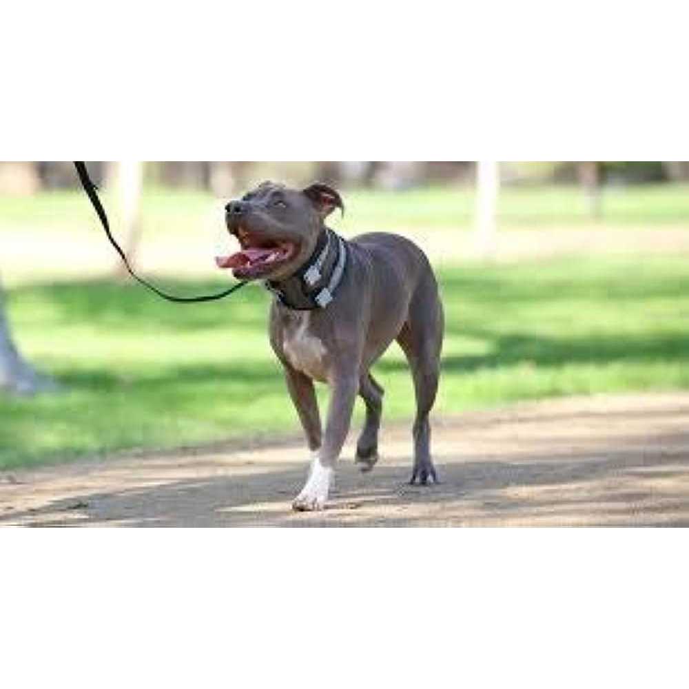 Pet Training Collar E49668