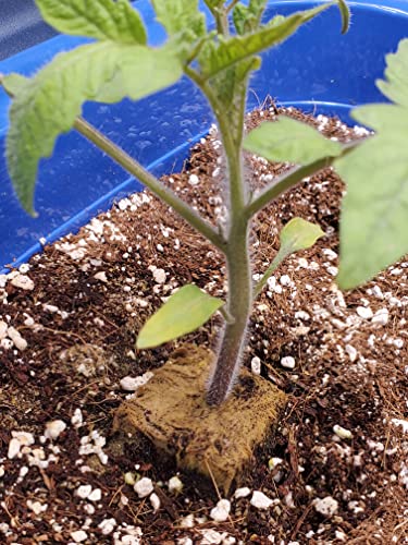 20QT Organic Perlite Horticultural Soil Amendment K625712