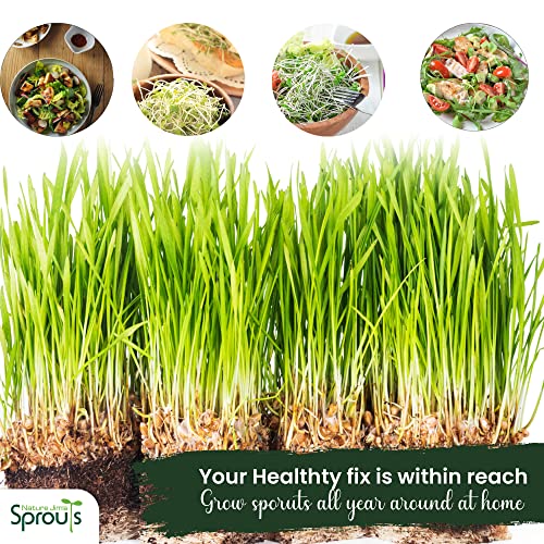 100% Organic Wheatgrass Seeds for Sprouting Q260