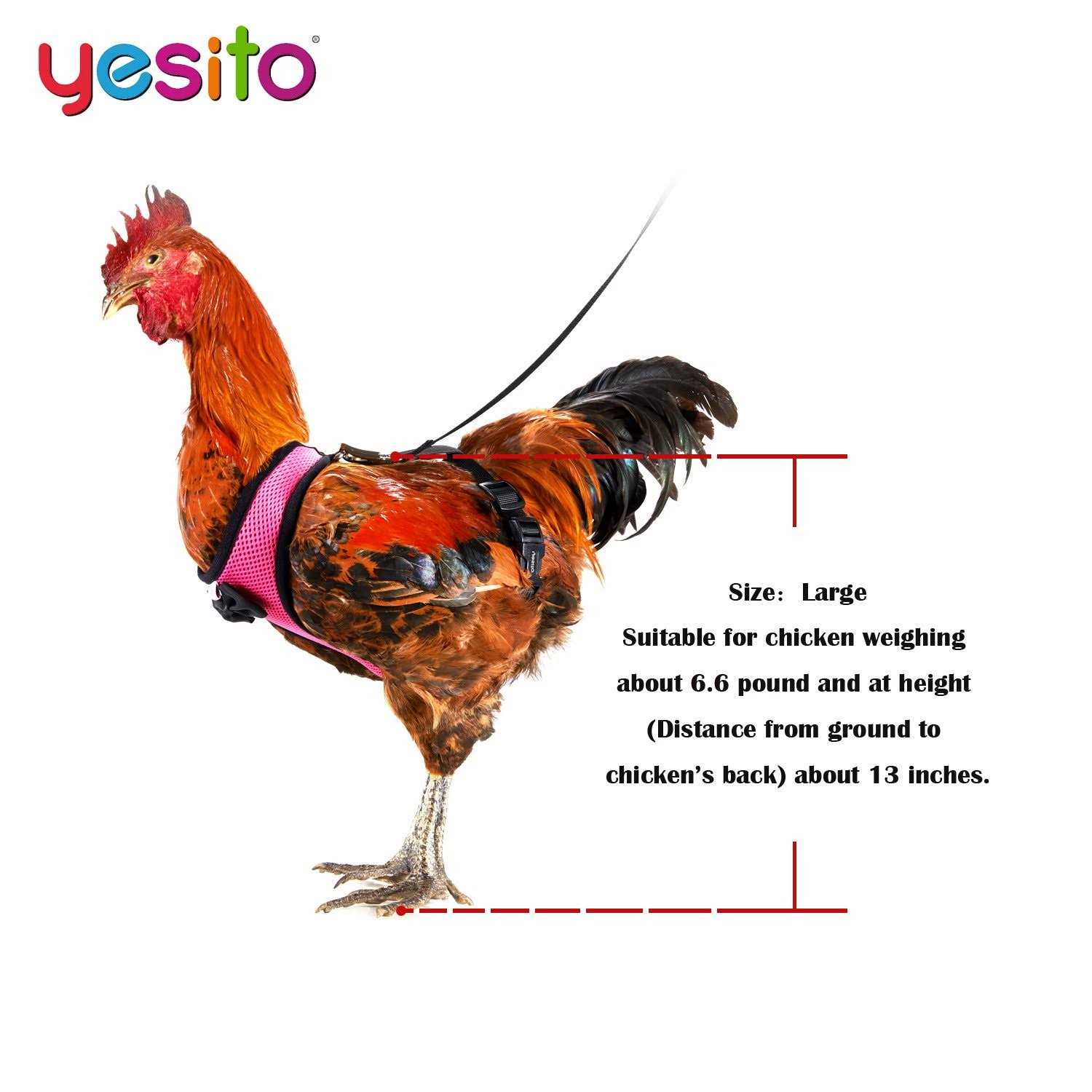 Chicken Harness with 6ft Leash B289025
