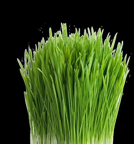 100% Organic Wheatgrass Seeds for Sprouting Q260