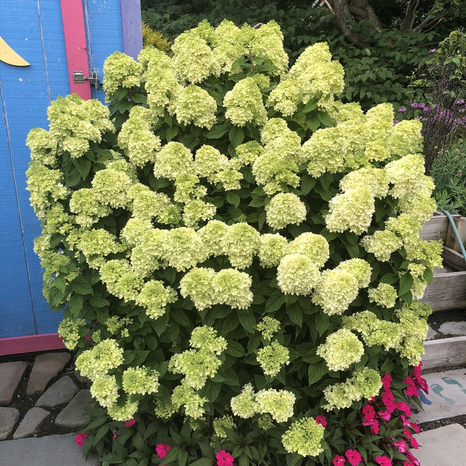 Little Lime Panicle Hydrangea Live Plant in Quart Pot P737