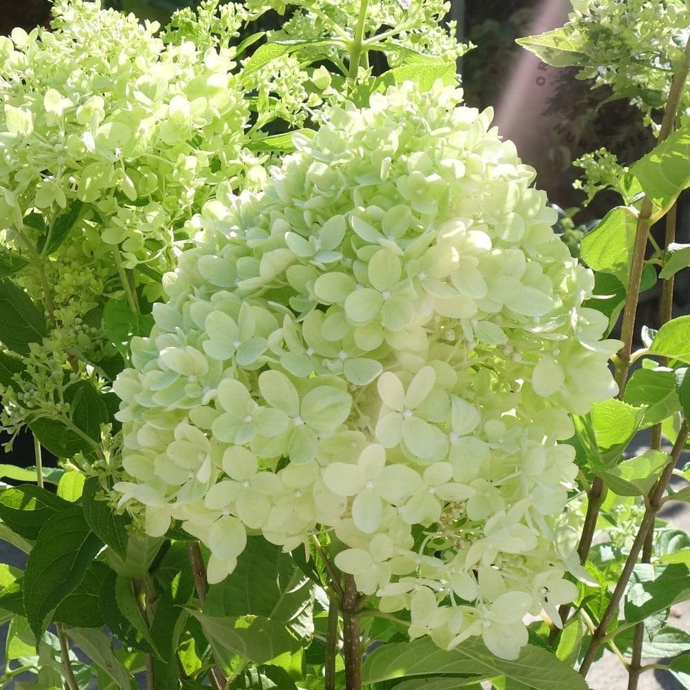 Little Lime Panicle Hydrangea Live Plant in Quart Pot P737