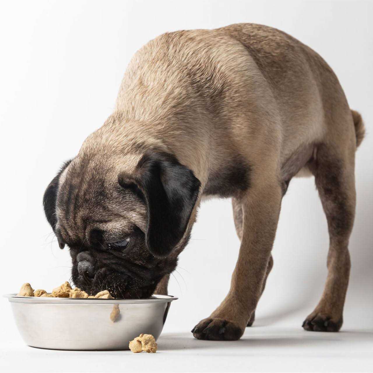 Freeze-Dried Dog Food T65535