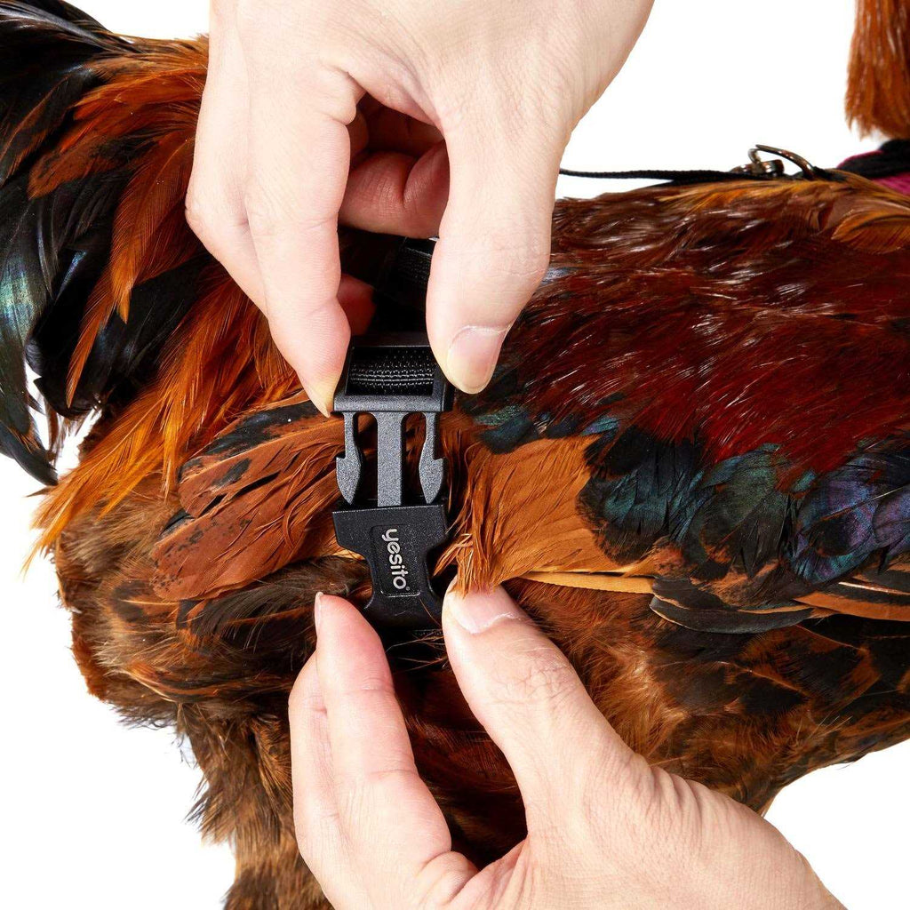 Chicken Harness with 6ft Leash B289025
