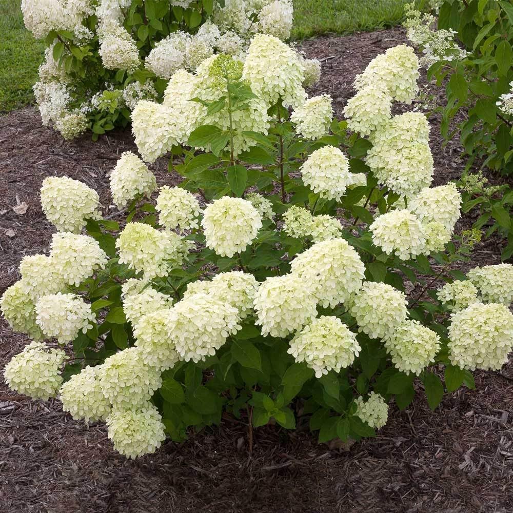 Little Lime Panicle Hydrangea Live Plant in Quart Pot P737