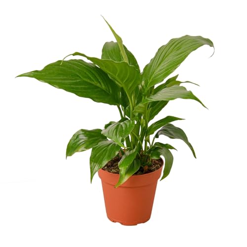 Peace Lily 4" Pot K816