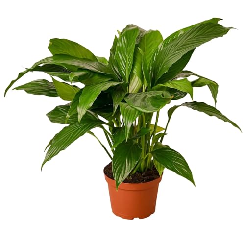 Peace Lily 4" Pot K816
