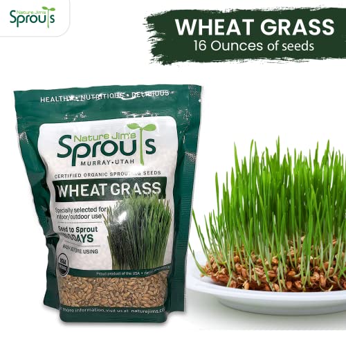 100% Organic Wheatgrass Seeds for Sprouting Q260