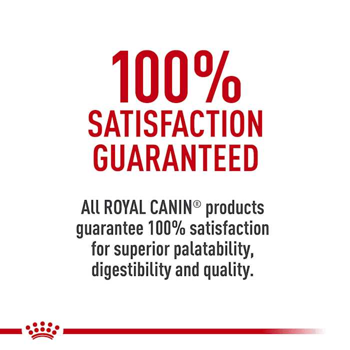 Labrador Retriever Adult Dry Dog Food X552788