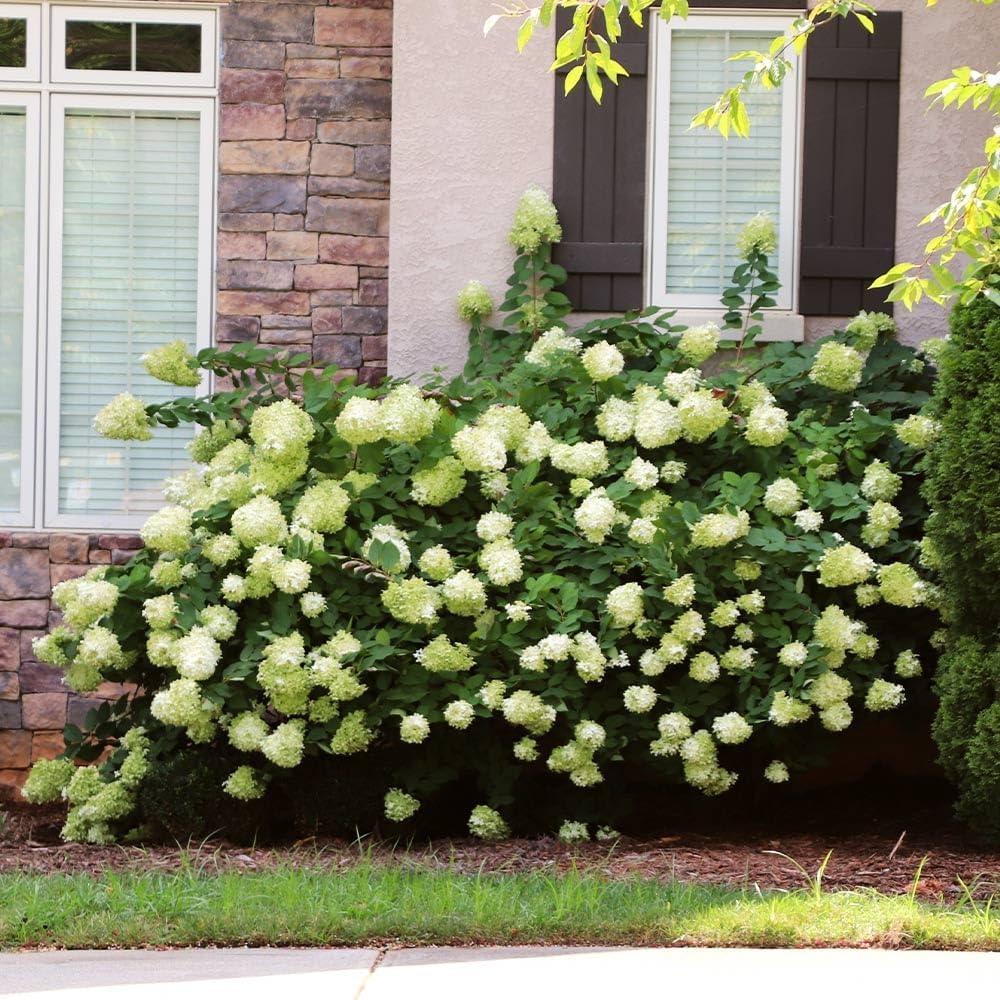 Little Lime Panicle Hydrangea Live Plant in Quart Pot P737