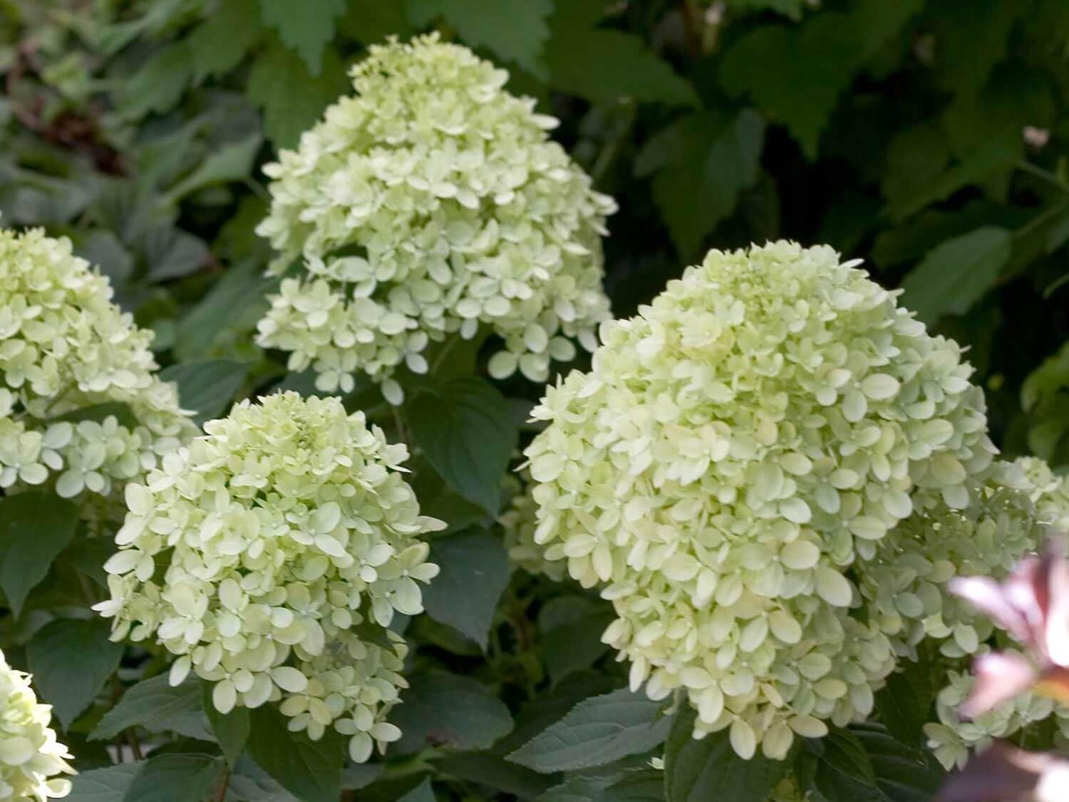 Little Lime Panicle Hydrangea Live Plant in Quart Pot P737